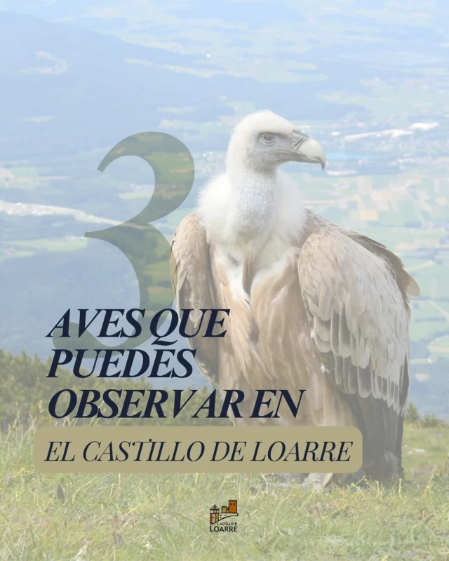 🦅🏰 ¿Sabías que en el Castillo de Loarre puedes observar diversas aves? 

Te dejamos tres aves rapaces que eligen esta fortaleza por sus paredes rocosas, ya que les proporciona un hábitat ideal. 

@turismohoyadehuesca 
@huescalamagia 
@huescaturismo 
@turismoaragon 

#avesdeespaña #observatorioaves #huesca #huescaturismo #pirineoaragones #naturalezaaragon #románico #romanicoespañol #castillosdeespaña